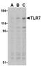 Toll Like Receptor 7 antibody, SP2080P, Origene, Western Blot image 