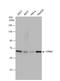 Checkpoint Kinase 2 antibody, NB100-500, Novus Biologicals, Western Blot image 