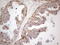 Napsin A Aspartic Peptidase antibody, LS-C794488, Lifespan Biosciences, Immunohistochemistry paraffin image 