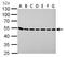 Argininosuccinate Lyase antibody, LS-C186321, Lifespan Biosciences, Western Blot image 