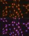 ELAV Like RNA Binding Protein 1 antibody, GTX00944, GeneTex, Immunofluorescence image 