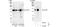 Ubiquitin Specific Peptidase 48 antibody, NB100-59838, Novus Biologicals, Western Blot image 