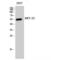 Myocyte Enhancer Factor 2C antibody, LS-C384494, Lifespan Biosciences, Western Blot image 