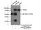 ER Degradation Enhancing Alpha-Mannosidase Like Protein 1 antibody, 26226-1-AP, Proteintech Group, Immunoprecipitation image 