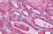 Adhesion G Protein-Coupled Receptor E5 antibody, MBS243436, MyBioSource, Immunohistochemistry frozen image 