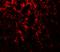 Energy Homeostasis Associated antibody, LS-B10139, Lifespan Biosciences, Immunofluorescence image 