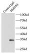 Heme Oxygenase 1 antibody, FNab03937, FineTest, Immunoprecipitation image 