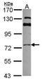 Golgi Associated, Gamma Adaptin Ear Containing, ARF Binding Protein 3 antibody, GTX106461, GeneTex, Western Blot image 