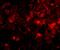SLIK3 antibody, A14176, Boster Biological Technology, Immunofluorescence image 