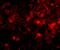 SLIT And NTRK Like Family Member 3 antibody, A14176, Boster Biological Technology, Immunofluorescence image 