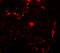 Receptor Accessory Protein 2 antibody, 5571, ProSci, Immunofluorescence image 