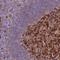 TBC1 Domain Family Member 4 antibody, NBP2-38460, Novus Biologicals, Immunohistochemistry frozen image 