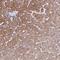 Solute Carrier Family 25 Member 2 antibody, HPA042146, Atlas Antibodies, Immunohistochemistry paraffin image 
