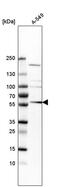 Tripartite Motif Containing 65 antibody, PA5-54459, Invitrogen Antibodies, Western Blot image 