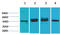 Growth Associated Protein 43 antibody, STJ97396, St John