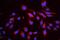 Baculoviral IAP Repeat Containing 2 antibody, A01700-1, Boster Biological Technology, Immunofluorescence image 