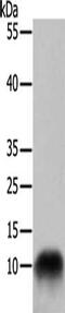COX7B antibody, CSB-PA299234, Cusabio, Western Blot image 