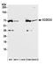 Coiled-Coil Domain Containing 22 antibody, A305-837A-M, Bethyl Labs, Western Blot image 