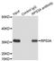 Ribosomal Protein S3A antibody, orb247267, Biorbyt, Immunoprecipitation image 