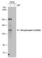 Ret Proto-Oncogene antibody, PA5-78149, Invitrogen Antibodies, Western Blot image 