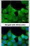 Exocyst Complex Component 7 antibody, PA5-22211, Invitrogen Antibodies, Immunofluorescence image 