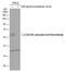 Cell Division Cycle 25C antibody, PA5-77903, Invitrogen Antibodies, Western Blot image 