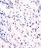Apurinic/Apyrimidinic Endodeoxyribonuclease 1 antibody, LS-C392589, Lifespan Biosciences, Immunohistochemistry paraffin image 