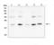 BCL2L2-PABPN1 Readthrough antibody, LS-C312586, Lifespan Biosciences, Western Blot image 