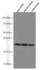 Malate dehydrogenase, cytoplasmic antibody, 66505-1-Ig, Proteintech Group, Western Blot image 