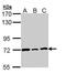 Lamin B2 antibody, PA5-22066, Invitrogen Antibodies, Western Blot image 