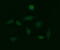 Galactosidase Beta 1 antibody, M01829-1, Boster Biological Technology, Immunofluorescence image 