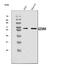 Granzyme M antibody, A08286-1, Boster Biological Technology, Western Blot image 