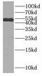 CUGBP Elav-Like Family Member 2 antibody, FNab02072, FineTest, Western Blot image 