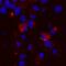 Brevican antibody, MAB40091, R&D Systems, Immunocytochemistry image 