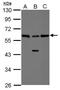 RAD23 Homolog B, Nucleotide Excision Repair Protein antibody, PA5-29840, Invitrogen Antibodies, Western Blot image 