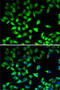 Signal Transducer And Activator Of Transcription 4 antibody, 22-613, ProSci, Immunofluorescence image 