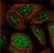 WD Repeat Domain 19 antibody, NBP1-84033, Novus Biologicals, Immunofluorescence image 