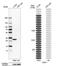 NAD(P)H Quinone Dehydrogenase 1 antibody, NBP1-85223, Novus Biologicals, Western Blot image 