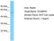 THUMP Domain Containing 3 antibody, TA331953, Origene, Western Blot image 