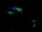 T-cell surface glycoprotein CD1c antibody, LS-C337876, Lifespan Biosciences, Immunofluorescence image 