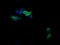 CD1c Molecule antibody, LS-C337876, Lifespan Biosciences, Immunofluorescence image 