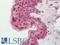 Basic Leucine Zipper ATF-Like Transcription Factor 3 antibody, LS-B12125, Lifespan Biosciences, Immunohistochemistry frozen image 