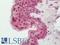 BATF3 antibody, LS-B12125, Lifespan Biosciences, Immunohistochemistry frozen image 