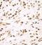 Inhibitor Of Nuclear Factor Kappa B Kinase Subunit Beta antibody, FNab04200, FineTest, Immunohistochemistry frozen image 