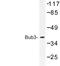 BUB3 Mitotic Checkpoint Protein antibody, LS-C176965, Lifespan Biosciences, Western Blot image 