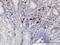 RasGEF Domain Family Member 1C antibody, H00255426-M01, Novus Biologicals, Immunohistochemistry frozen image 