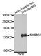 NODAL Modulator 1 antibody, STJ26724, St John