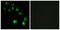 G-protein coupled receptor GPCR27 antibody, LS-C120973, Lifespan Biosciences, Immunofluorescence image 