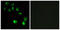 Vomeronasal 1 Receptor 4 antibody, LS-C120973, Lifespan Biosciences, Immunofluorescence image 