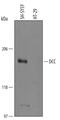 DCC Netrin 1 Receptor antibody, AF5884, R&D Systems, Western Blot image 